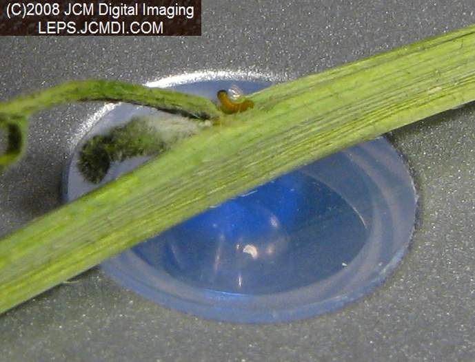 Newly-hatched larva eating its eggshell under the USB microscope